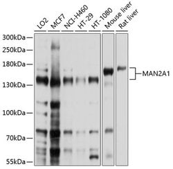 Invitrogen MAN2A1 Polyclonal Antibody 100 &mu;L; Unconjugated:Antibodies,