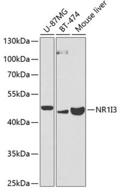 Invitrogen MB67 Polyclonal Antibody 100 &mu;L; Unconjugated:Antikroppar