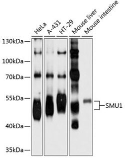 Invitrogen SMU1 Polyclonal Antibody 100 &mu;L; Unconjugated:Antibodies,