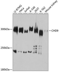 Invitrogen CHD9 Polyclonal Antibody 100 &mu;L; Unconjugated:Antibodies,