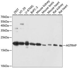 Invitrogen AGTRAP Polyclonal Antibody 100 &mu;L; Unconjugated:Antibodies,