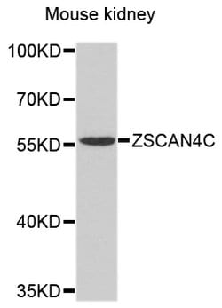 Invitrogen ZSCAN4C Polyclonal Antibody 100 &mu;L; Unconjugated:Antibodies,