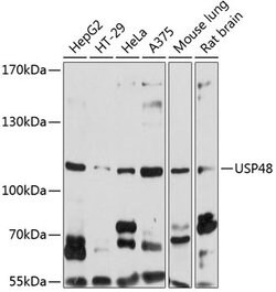 Invitrogen USP48 Polyclonal Antibody 100 &mu;L; Unconjugated:Antibodies,