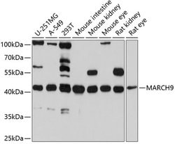 Invitrogen MARCH9 Polyclonal Antibody 100 &mu;L; Unconjugated:Antibodies,