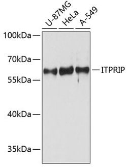 Invitrogen ITPRIP Polyclonal Antibody 100 &mu;L; Unconjugated:Antibodies,