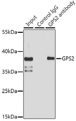 Invitrogen GPS2 Polyclonal Antibody 100 &mu;L; Unconjugated:Antibodies,