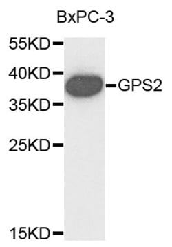 Invitrogen GPS2 Polyclonal Antibody 100 &mu;L; Unconjugated:Antibodies,