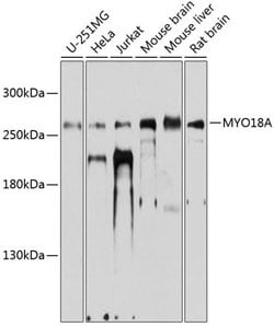 Invitrogen MYO18A Polyclonal Antibody 100 &mu;L; Unconjugated:Antibodies,