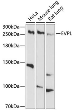 Invitrogen EVPL Polyclonal Antibody 100 &mu;L; Unconjugated:Antibodies,