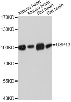 Invitrogen USP13 Polyclonal Antibody 100 &mu;L; Unconjugated:Antibodies,