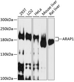 Invitrogen ARAP1 Polyclonal Antibody 100 &mu;L; Unconjugated:Antibodies,