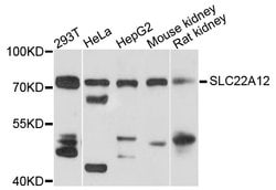 Invitrogen SLC22A12 Polyclonal Antibody 100 &mu;L; Unconjugated:Antibodies,