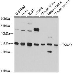 Invitrogen TSNAX Polyclonal Antibody 100 &mu;L; Unconjugated:Antibodies,