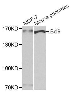 BCL9 Polyclonal Antibody, Invitrogen 100 &mu;L; Unconjugated:Antibodies,