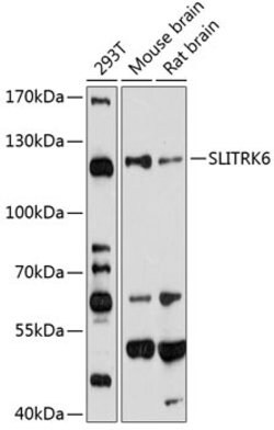 Invitrogen SLITRK6 Polyclonal Antibody 100 &mu;L; Unconjugated:Antibodies,