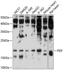 Invitrogen PDF Polyclonal Antibody 100 &mu;L; Unconjugated:Antibodies,