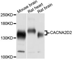 Invitrogen CACNA2D2 Polyclonal Antibody 100 &mu;L; Unconjugated:Antibodies