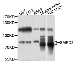 Invitrogen SMPD3 Polyclonal Antibody 100 &mu;L; Unconjugated:Antibodies,