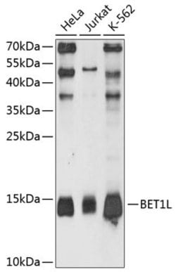 Invitrogen BET1L Polyclonal Antibody 100 &mu;L; Unconjugated:Antibodies,