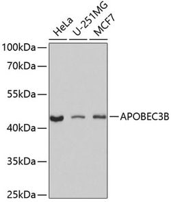 Invitrogen APOBEC3B Polyclonal Antibody 100 &mu;L; Unconjugated:Antibodies,