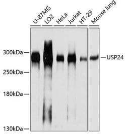 Invitrogen USP24 Polyclonal Antibody 100 &mu;L; Unconjugated:Antibodies,