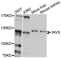 Invitrogen INVS Polyclonal Antibody 100 &mu;L; Unconjugated:Antibodies,