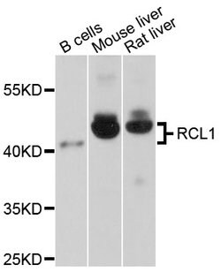 Invitrogen RCL1 Polyclonal Antibody 100 &mu;L; Unconjugated:Antibodies,