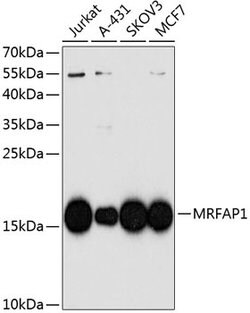 Invitrogen MRFAP1 Polyclonal Antibody 100 &mu;L; Unconjugated:Antibodies,