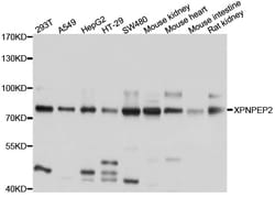 Invitrogen XPNPEP2 Polyclonal Antibody 100 &mu;L; Unconjugated:Antibodies,