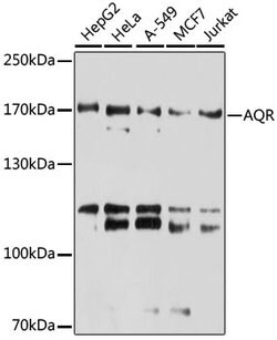 Invitrogen AQR Polyclonal Antibody 100 &mu;L | Buy Online | Invitrogen&trade; | Fisher Scientific