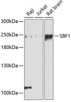 Invitrogen SBF1 Polyclonal Antibody 100 &mu;L; Unconjugated:Antibodies,