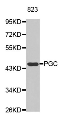 Invitrogen PGC Polyclonal Antibody 100 &mu;L | Buy Online | Invitrogen&trade; | Fisher Scientific
