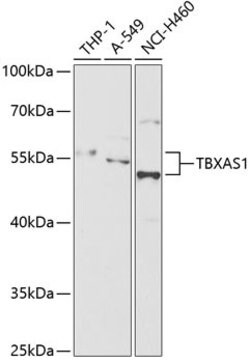 Invitrogen Thromboxane synthase Polyclonal Antibody 100 &mu;L; Unconjugated:Antibodies,