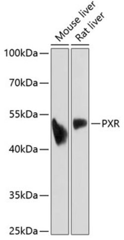 Invitrogen PXR Polyclonal Antibody 100 &mu;L; Unconjugated:Antibodies,