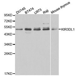 Invitrogen KIR3DL1 Polyclonal Antibody 100 &mu;L | Buy Online | Invitrogen&trade; | Fisher Scientific