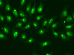 Invitrogen POLR2D Polyclonal Antibody 100 &mu;L; Unconjugated:Antibodies,
