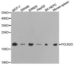 Invitrogen POLR2D Polyclonal Antibody 100 &mu;L; Unconjugated:Antibodies,