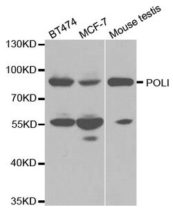 Invitrogen POLI Polyclonal Antibody 100 &mu;L; Unconjugated:Antibodies,