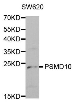 Invitrogen PSMD10 Polyclonal Antibody 100 &mu;L | Buy Online | Invitrogen&trade; | Fisher Scientific
