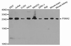 Invitrogen PSMA2 Polyclonal Antibody 100 &mu;L | Buy Online | Invitrogen&trade; | Fisher Scientific