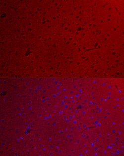 Invitrogen GNAO1 Polyclonal Antibody 100 &mu;L; Unconjugated:Antibodies,