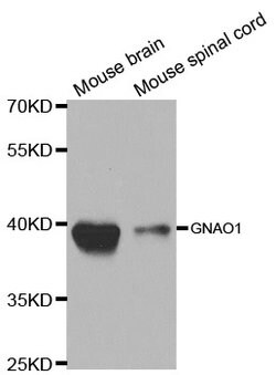 Invitrogen GNAO1 Polyclonal Antibody 100 &mu;L; Unconjugated:Antibodies,