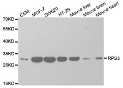 Invitrogen RPS3 Polyclonal Antibody 100 &mu;L; Unconjugated:Antibodies,
