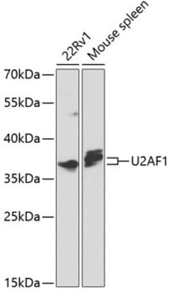 Invitrogen U2AF1 Polyclonal Antibody 100 &mu;L; Unconjugated:Antibodies,