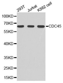 Invitrogen Cdc45L Polyclonal Antibody 100 &mu;L; Unconjugated:Antibodies,