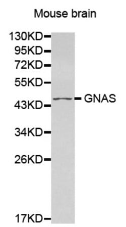 Invitrogen GNAS Polyclonal Antibody 100 &mu;L; Unconjugated:Antibodies,