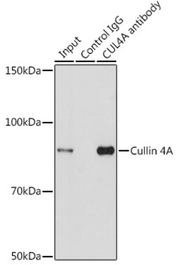 Invitrogen Cullin 4A Polyclonal Antibody 100 &mu;L; Unconjugated:Antibodies,