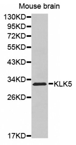 Invitrogen Kallikrein 5 Polyclonal Antibody 100 &mu;L; Unconjugated:Antibodies,