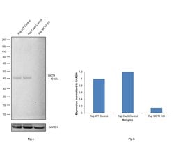 Invitrogen MCT1 Polyclonal Antibody 100 &mu;L; Unconjugated:Antibodies,