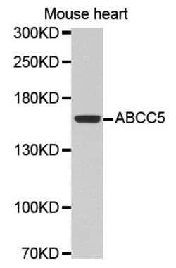 MRP5 Polyclonal Antibody:Antibodies, Polyclonal